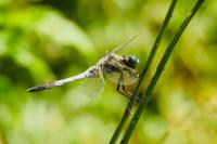 Orthetrum albistylum