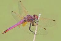 Trithemis annulata