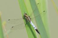 Orthetrum albistylum