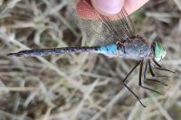 Anax parthenope