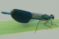 Calopteryx splendens