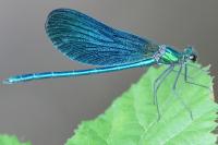 Calopteryx virgo