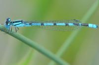 Enallagma cyathigerum