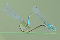 Ischnura elegans