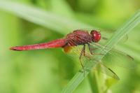 Crocothemis erythraea