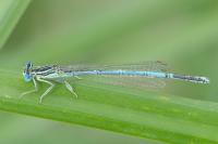 Platycnemis pennipes