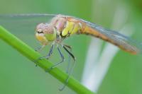 Sympetrum striolatum