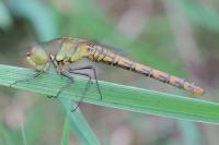 Sympetrum striolatum