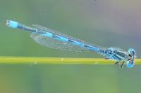 Erythromma lindenii