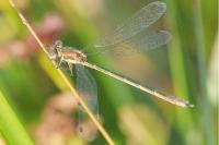 Lestes sponsa