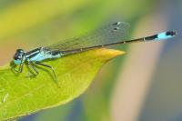 Ischnura elegans