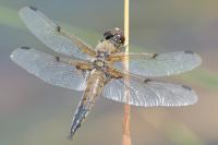 Libellula quadrimaculata