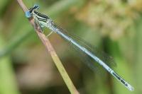 Platycnemis pennipes