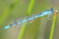 Enallagma cyathigerum