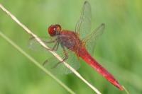 Crocothemis erythraea