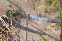 Orthetrum cancellatum