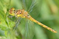 Sympetrum striolatum