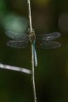 Somatochlora metallica