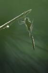 Somatochlora metallica