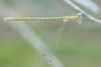 Lestes barbarus
