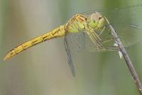 Sympetrum meridionale