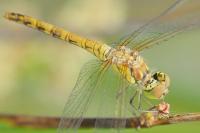 Sympetrum striolatum