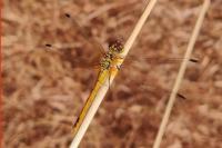 Sympetrum sanguineum