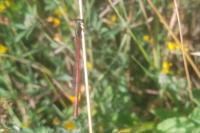 Ceriagrion tenellum