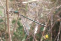 Lestes sponsa