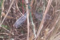 Lestes sponsa