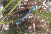 Enallagma cyathigerum