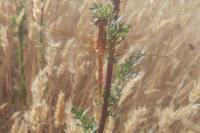 Orthetrum coerulescens