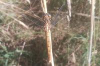 Orthetrum coerulescens
