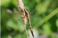 Orthetrum albistylum