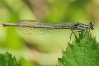 Platycnemis pennipes