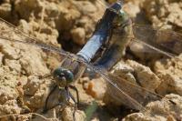 Orthetrum cancellatum