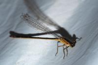 Ischnura elegans