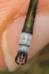 Lestes sponsa