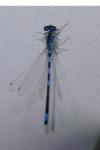 Coenagrion scitulum