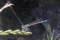 Platycnemis pennipes