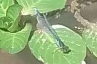 Erythromma viridulum