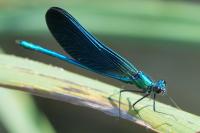 Calopteryx virgo