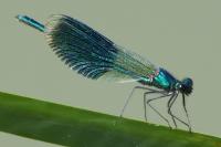 Calopteryx splendens