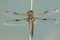 Libellula quadrimaculata