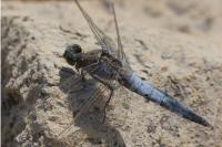 Orthetrum cancellatum