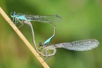Ischnura elegans