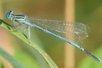 Platycnemis pennipes
