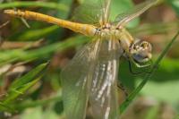 Sympetrum fonscolombii
