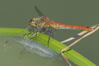 Sympetrum sanguineum