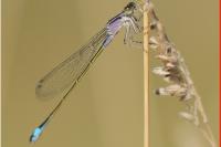 Ischnura elegans